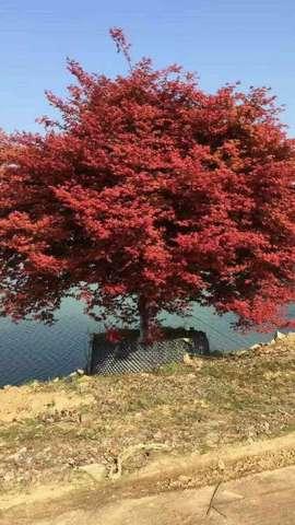 电商平台项目展示